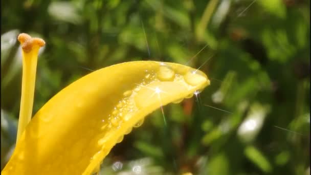 Wassertropfen und Licht — Stockvideo