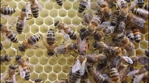 Bienenkönigin und Bienen — Stockvideo