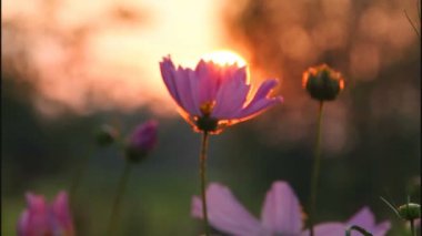 Cosmo çiçek gökyüzüne karşı.