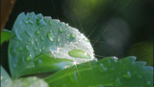 Drop of water and light — Stock Video