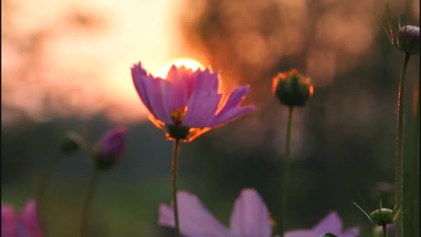 科斯莫花对着天空. — 图库视频影像