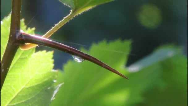 Wassertropfen und Licht — Stockvideo