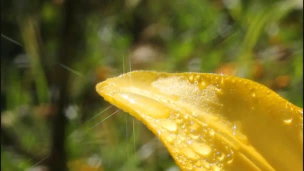 Gota de agua y luz — Vídeo de stock