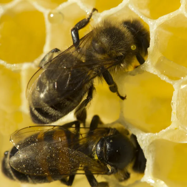 Bijen in de honingraten — Stockfoto