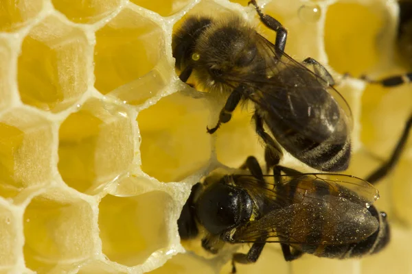 Wabe mit Nektar, Honig und Bienen — Stockfoto