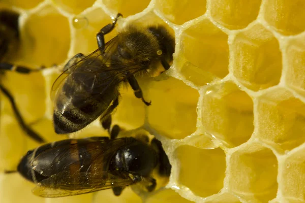 Bienenwaben mit Nektar und Bienen. — Stockfoto