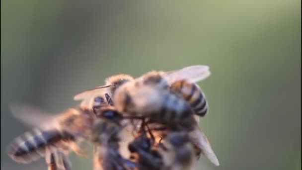 Abeilles et rayons du soleil du soir 