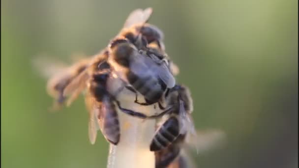 Пчелы и лучи вечернего солнца — стоковое видео