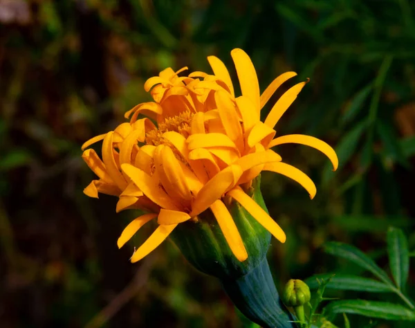 Мэриголд Красивые Осенние Цветы Marigolds Дополняют Линейку Golden Autumn Желтым — стоковое фото