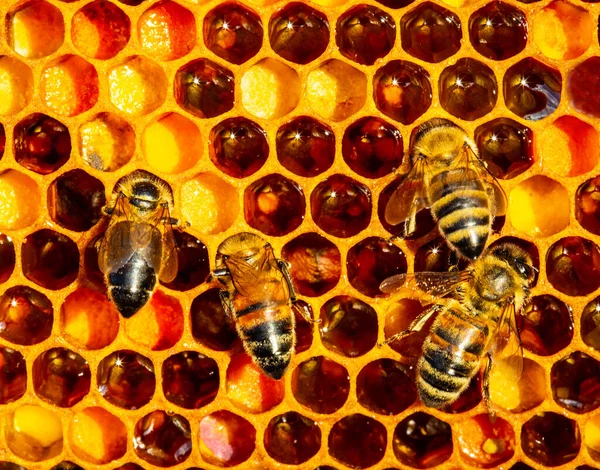 ミツバチは花粉細胞に配置されます花粉は異なる色のことができ 調和のとれた背景を作成します — ストック写真