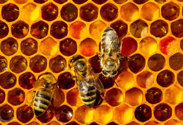 Бджола Вкладає Пилок Зібраний Квітів Медовий Комбінат Пилок Їжа Бджіл — стокове фото