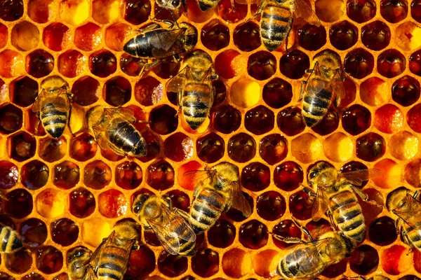 Pszczoła Umieszcza Pyłek Zebrany Kwiatów Plastrze Miodu Pszczoły Złupiły Pyłek — Zdjęcie stockowe