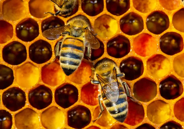 Armonía Del Color Una Colmena Abejas Abeja Desafió Polen Colmena Imagen de stock