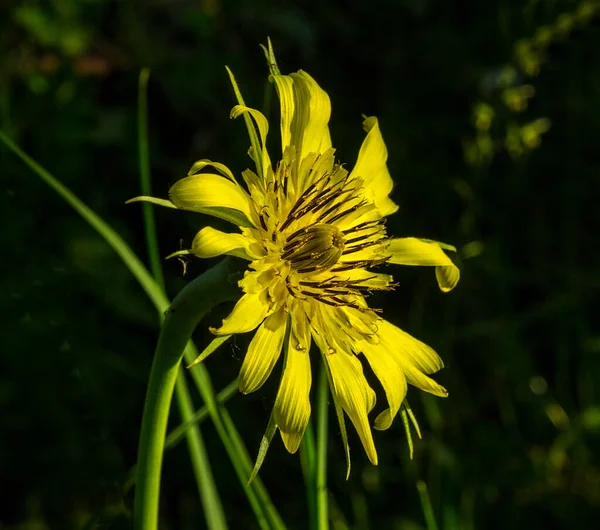 Schöne Morgendliche Tragopogon Blume Die Tragopogon Blüte Öffnet Sich Frühmorgens — Stockfoto