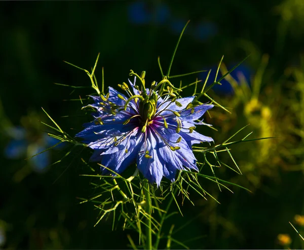 Flowering Nigella Flowers Always Beautiful Used Landscape Design — Stock Photo, Image