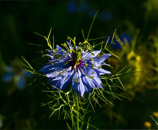 Blommande Nigella Dessa Blommor Alltid Vackra Och Används Landskap Design — Stockfoto