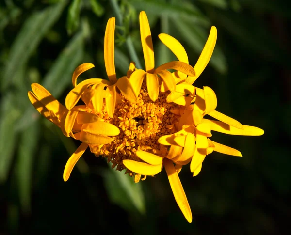 Marigoldowie Uzupełniają Paletę Złotej Jesieni Żółty Kolor Marigolds Uzupełnić Ofertę — Zdjęcie stockowe