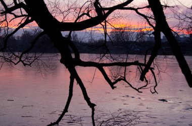  Akşam ufkunun arka planında bir ağaç. Işıklı ağaç tepeli zıt kıyılar ön plan için bir zemin sağlar.