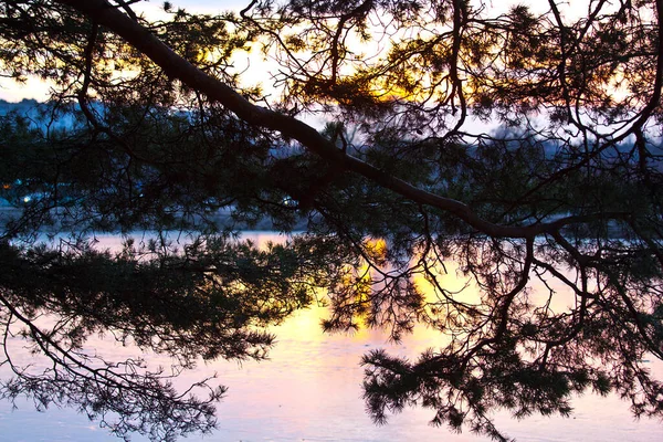 松の上に日光 松の上には夕陽が輝いている — ストック写真