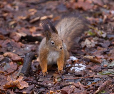  Merhaba, benim ben! Sincap onunla iletişim kurar..