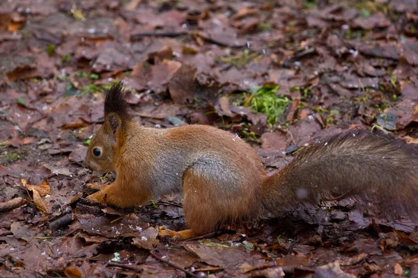다람쥐는 사람과 의사소통을 — 스톡 사진