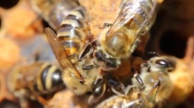Kovanlardaki arıların sakin ve iyi koordine edilmiş çalışmaları. Arılar çeşitli işlevler yapar. Yaşlarına göre değişir. Video akşam güneşinde, ışığa karşı çekildi..
