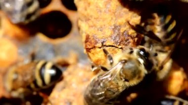 Kovanlardaki arıların sakin ve iyi koordine edilmiş çalışmaları. Arılar çeşitli işlevler yapar. Yaşlarına göre değişir. Video akşam güneşinde, ışığa karşı çekildi..