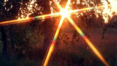 Kovanlardaki arıların sakin ve iyi koordine edilmiş çalışmaları. Arılar çeşitli işlevler yapar. Yaşlarına göre değişir. Video akşam güneşinde, ışığa karşı çekildi..