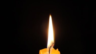 Kovanlardaki arıların sakin ve iyi koordine edilmiş çalışmaları. Arılar çeşitli işlevler yapar. Yaşlarına göre değişir. Video akşam güneşinde, ışığa karşı çekildi..