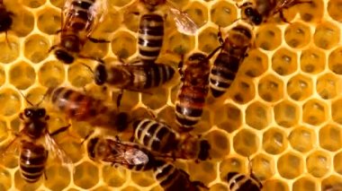 Kovanlardaki arıların sakin ve iyi koordine edilmiş çalışmaları. Arılar çeşitli işlevler yapar. Yaşlarına göre değişir. Video akşam güneşinde, ışığa karşı çekildi..