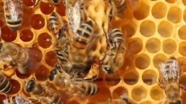 Future Queen Bee develops in a wax cocoon. Young queen bee comes out of cocoon