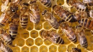 Kovanlardaki arıların sakin ve iyi koordine edilmiş çalışmaları. Arılar çeşitli işlevler yapar. Yaşlarına göre değişir. Video akşam güneşinde, ışığa karşı çekildi..