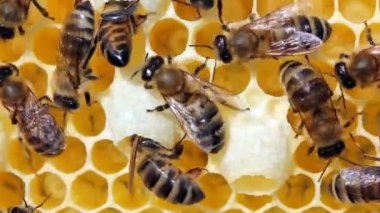 Kovanlardaki arıların sakin ve iyi koordine edilmiş çalışmaları. Arılar çeşitli işlevler yapar. Yaşlarına göre değişir. Video akşam güneşinde, ışığa karşı çekildi..
