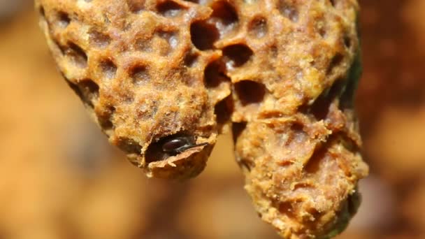 Ruhige Und Gut Koordinierte Arbeit Der Bienen Den Bienenstöcken Bienen — Stockvideo