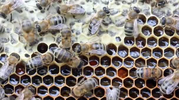Klidná Dobře Koordinovaná Práce Včel Úlech Včely Plní Různé Funkce — Stock video