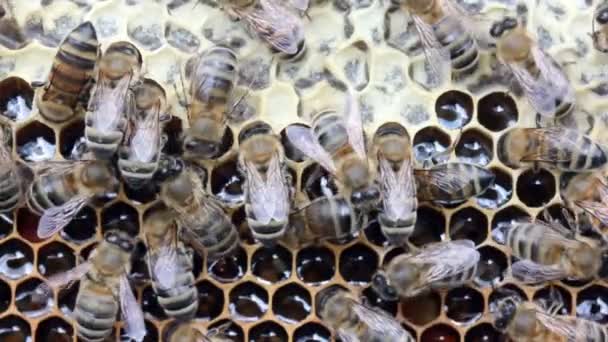 Calme Travail Bien Coordonné Des Abeilles Dans Les Ruches Les — Video