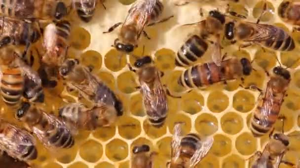 Bees Take Nectar Honeycomb Transform Honey — Stock Video