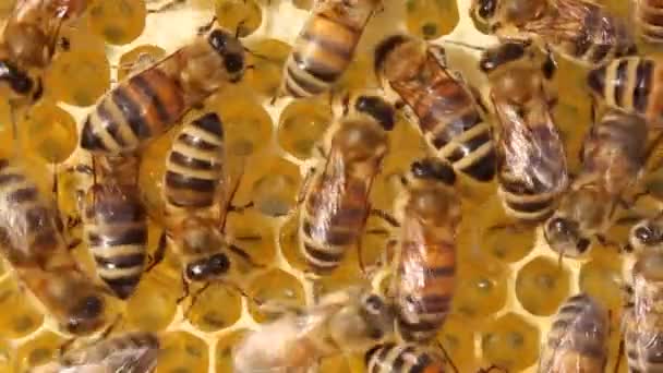 Ruhige Und Gut Koordinierte Arbeit Der Bienen Den Bienenstöcken Bienen — Stockvideo