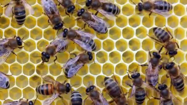 蜂巢中蜜蜂的工作平静而协调 蜜蜂履行各种职能 这取决于他们的年龄 录像是在黄昏的阳光下 在阳光下拍摄的 — 图库视频影像