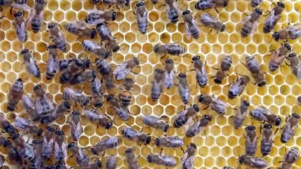 Méhek Nyugodt Jól Koordinált Munkája Kaptárakban Méhek Különböző Funkciókat Látnak — Stock videók