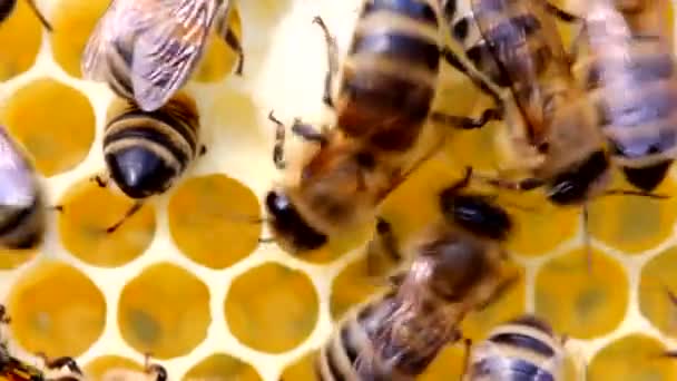 Ruhige Und Gut Koordinierte Arbeit Der Bienen Den Bienenstöcken Bienen — Stockvideo