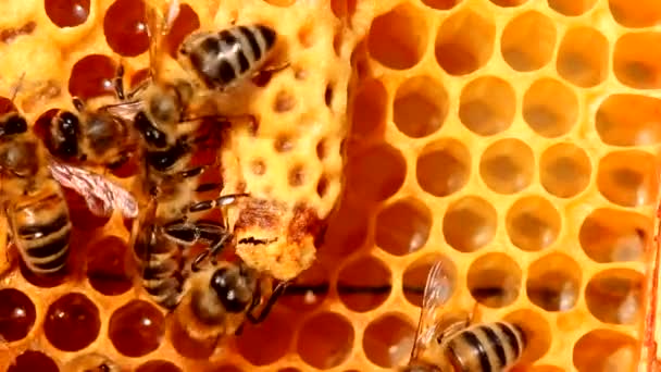 Klidná Dobře Koordinovaná Práce Včel Úlech Včely Plní Různé Funkce — Stock video
