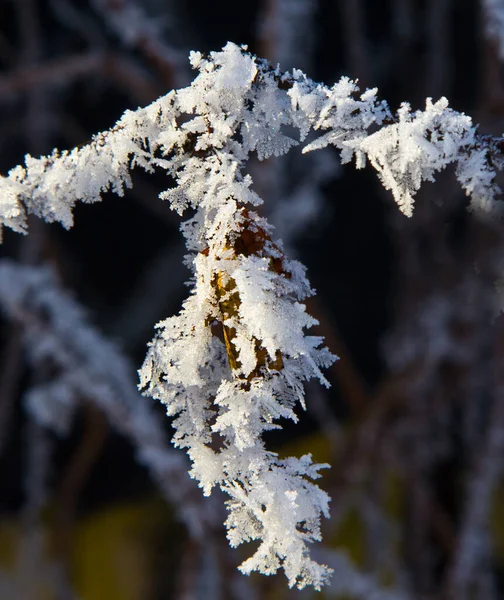 Frost on the branches of plants and trees.The freezing moisture of the fog settles on the branches of trees and plants.