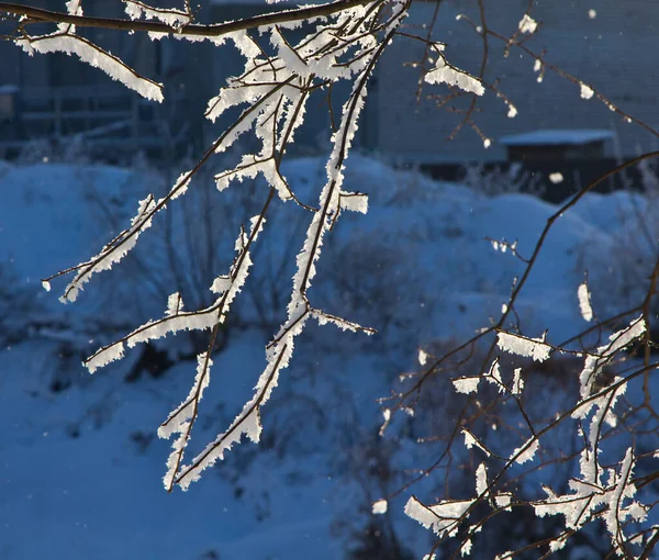 Frost on the branches of plants and trees.The freezing moisture of the fog settles on the branches of trees and plants.