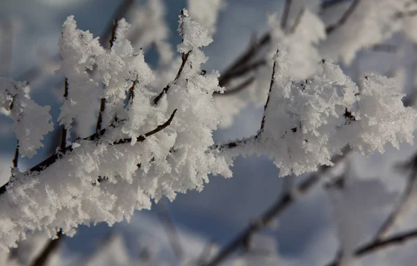 Frost Branches Plants Tree Freezing Moisture Fog Settles Branches Trees — Stock Photo, Image