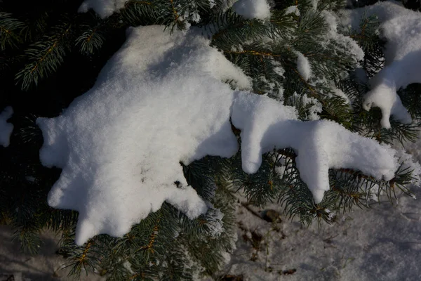 Зима Снегом Морозом Мороз Снег Ветвях Растений Деревьев — стоковое фото