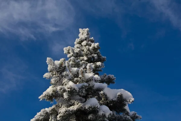 冰雪覆盖 植物和树木枝条上的霜雪 — 图库照片