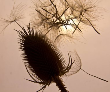 Üzerinde teaser tohumları ve Tragopogon paraşütleri olan kutu yaklaşan güneş ışığında fotoğraflandı. Kavramsal çekim.