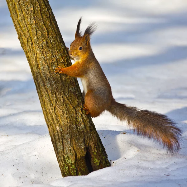 The squirrel feels safe on the tree.