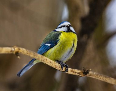 The tit is a beautiful and useful bird. The tit lives in parks and gardens of settlements.